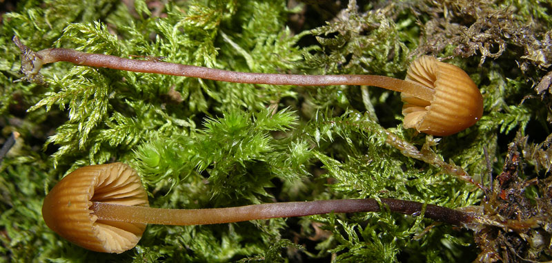 Galerina da determinare n�10.